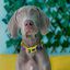 Collar Cómic para perros color Amarillo, , large indicador imagen numero 4