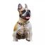 Zooz arn&eacute;s Snoopy para perros, , large indicador imagen numero 2