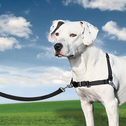 Easy 2025 walk tiendanimal