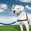 Arnés Easy Walk para perros color Negro, , large indicador imagen numero 11