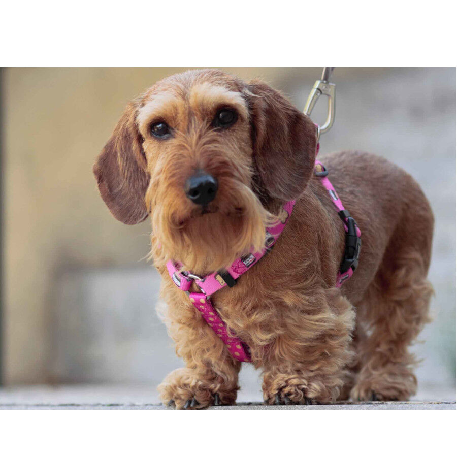 Dukier Dogtella Clásico Arnés Estampado Nutella para perros thumbnail