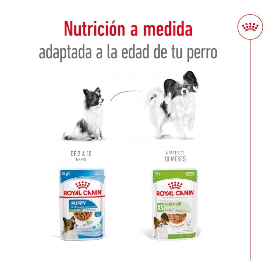 85 g Royal Canin X-Small Adult sobres en salsa para perros, , large Imagen numero 6