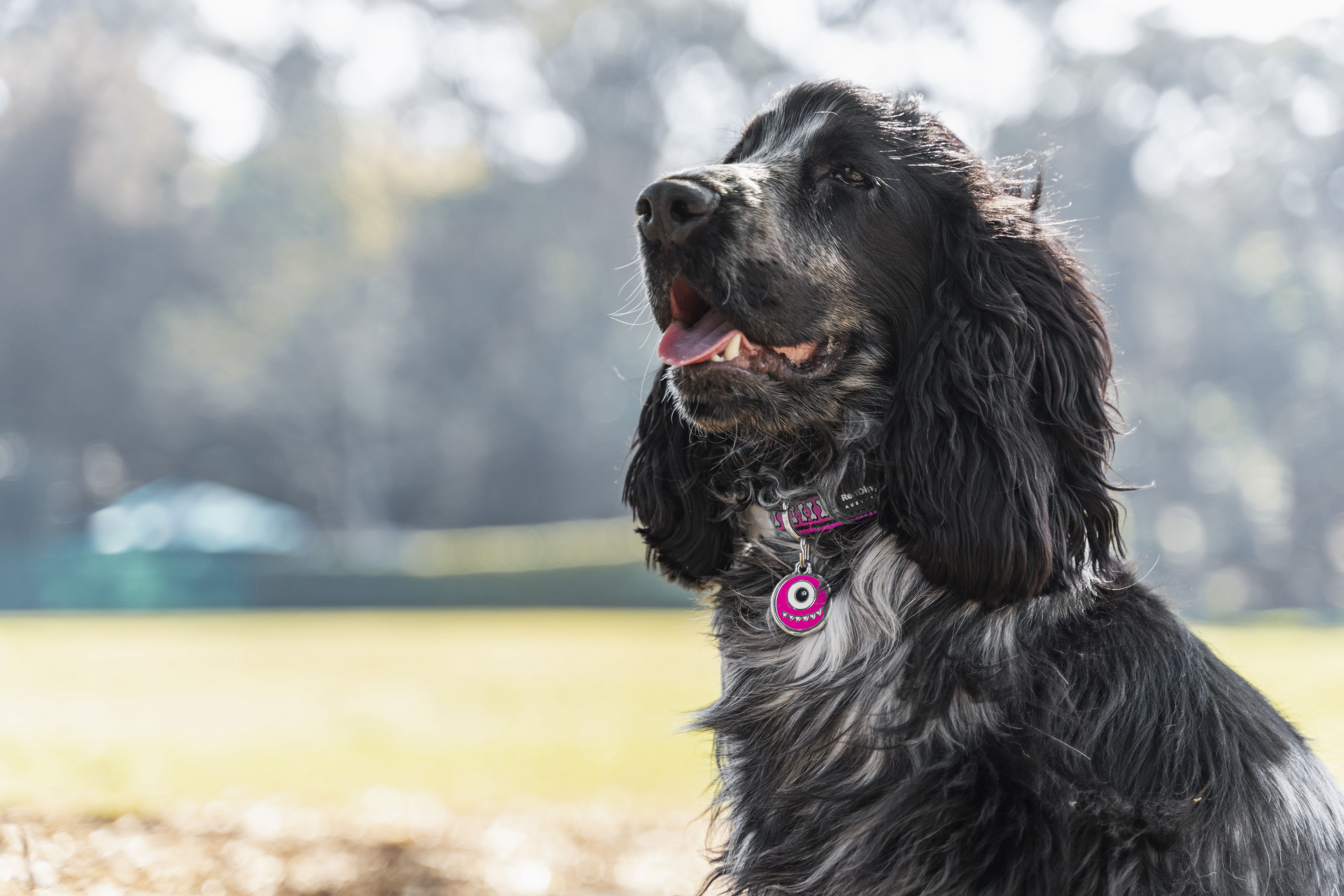 Placa identificativa Acero Inoxidable Hueso para perros, , large Imagen numero 2