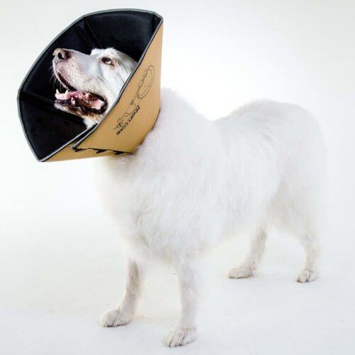 Collar m&eacute;dico para mascotas color Beige, , large Imagen numero 12