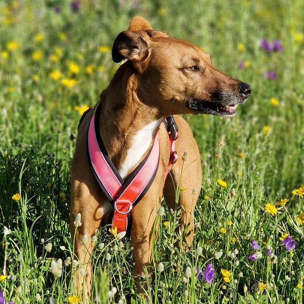 Arn&eacute;s Reflectante Anti-Tirones en Forma "Y"- Ideal para Lebreles: Galgo Italiano, Whippet, Galgo, Podenco - Seguro, Transpirable y Duradero - Perfecto para Caminar, Entrenar y Correr - ROSA, XXL, , large Imagen numero 27