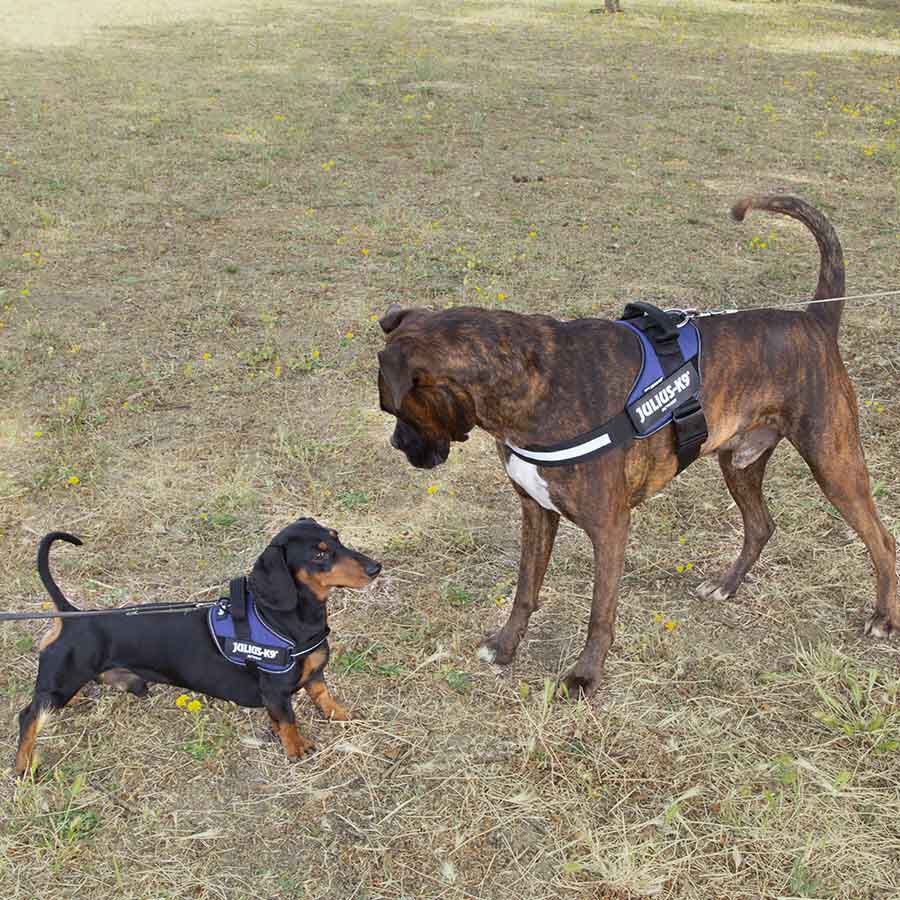 Julius K-9 IDC Arn&eacute;s Azul para perros, , large Imagen numero 3