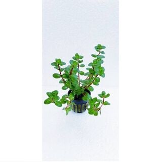 Trópica iberia Rotala orange juice planta acuática, Trópica iberia Rotala orange juice planta acuática