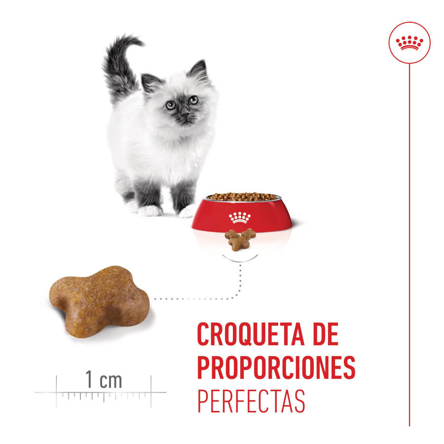 Royal Canin Kitten pienso para gatos thumbnail