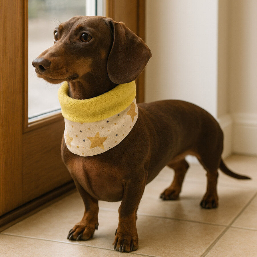 Outech Bufanda Rock para perros, , large Imagen numero 1