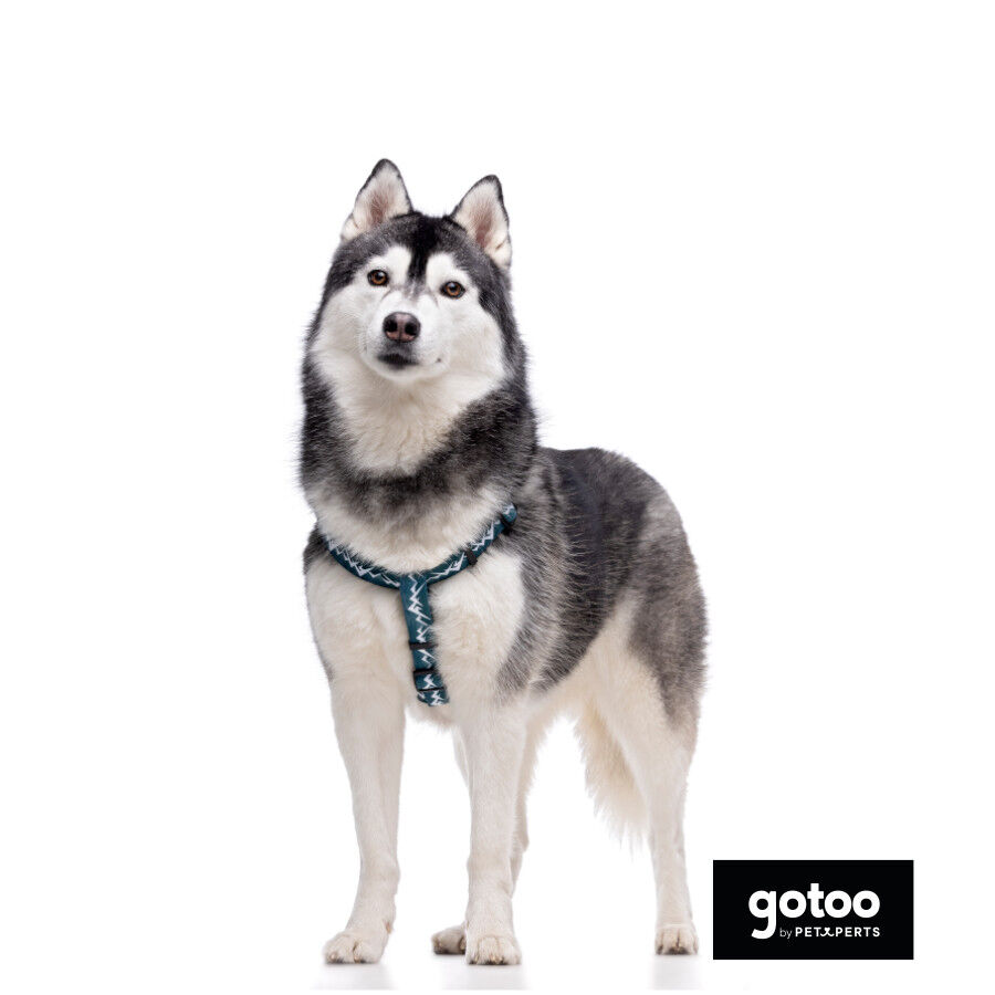 Gotoo Arn&eacute;s estampado verde para perros, , large Imagen numero 3