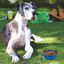 Comedero plegable de goma para mascotas 1000 ml azul, , large indicador imagen numero 8