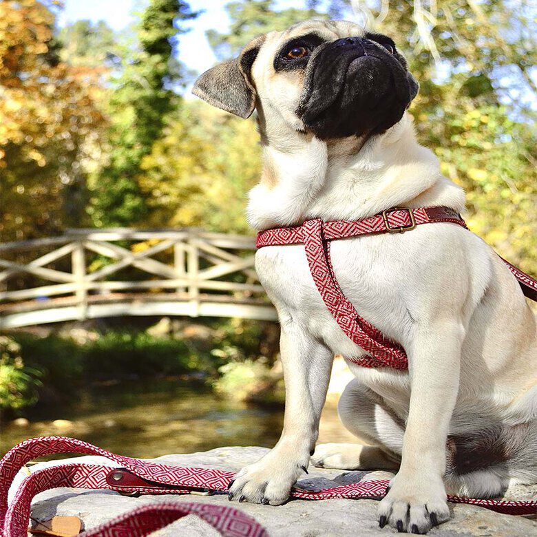 Ladran Gaucho Arn&eacute;s Mambo hecho a mano para perros, , large Imagen numero 5