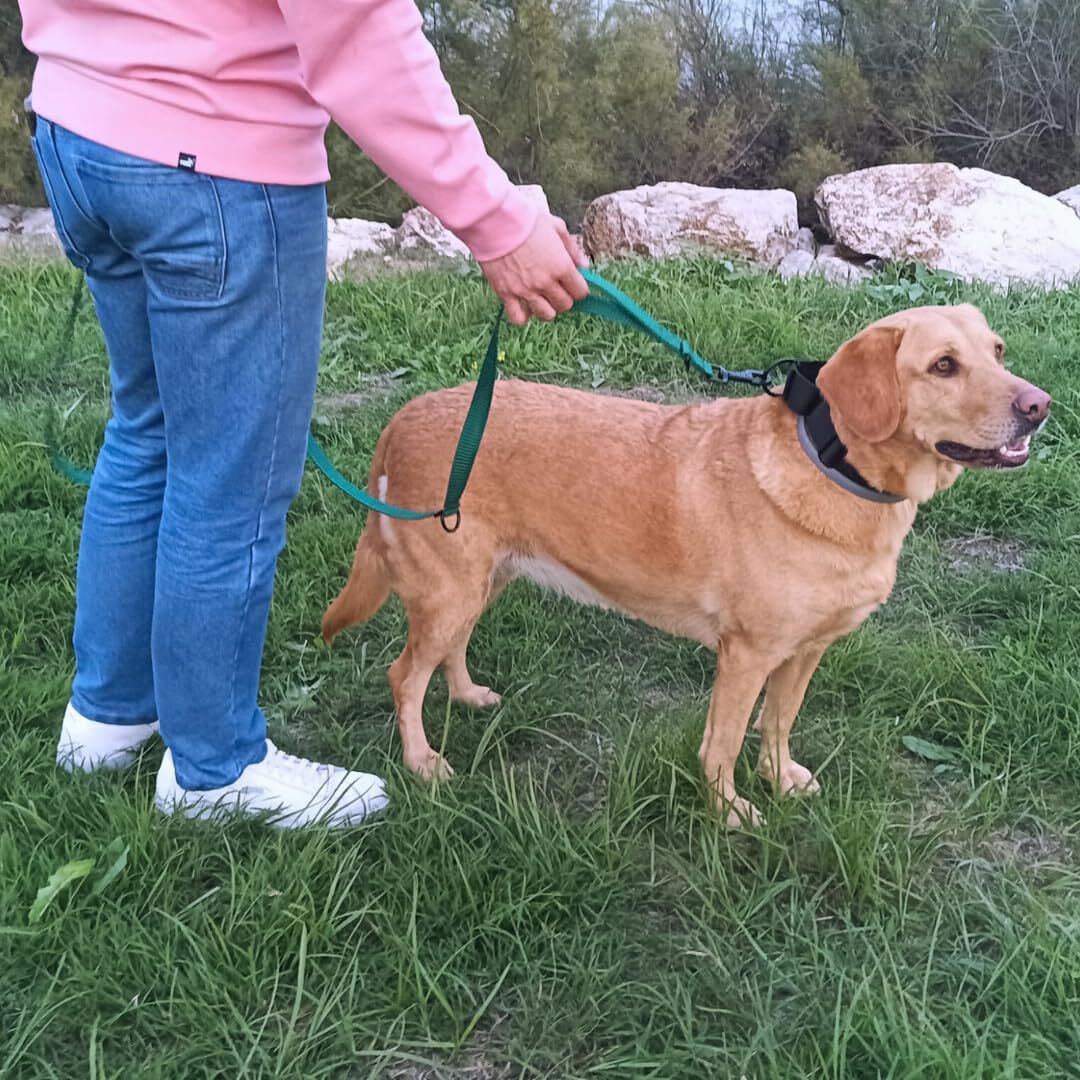 EGV - Correa multiposicion perro con doble asa de neopreno. Correa perro manos libres de 2,50 metros de longitud. (Verde botella), , large Imagen numero 4