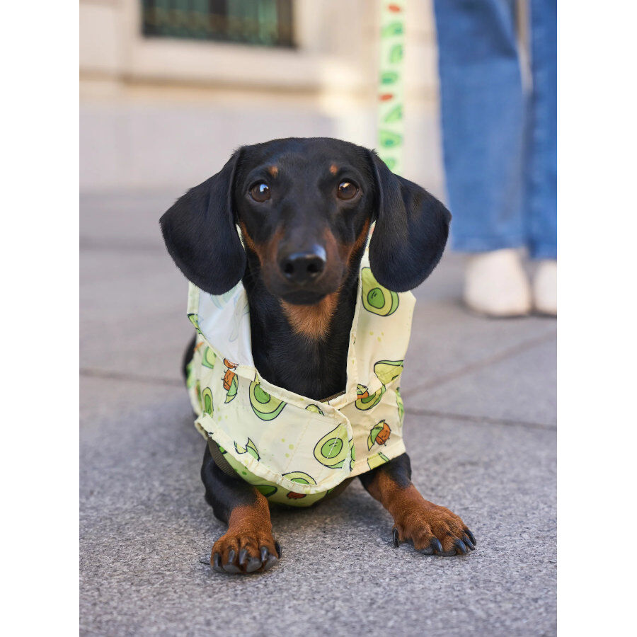 Dukier Avocado Chubasquero para perros, , large Imagen numero 7
