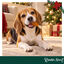 1 pack x 6 uds. Wonder Christmas Muslo de Pollo Snacks para perros, , large indicador imagen numero 2