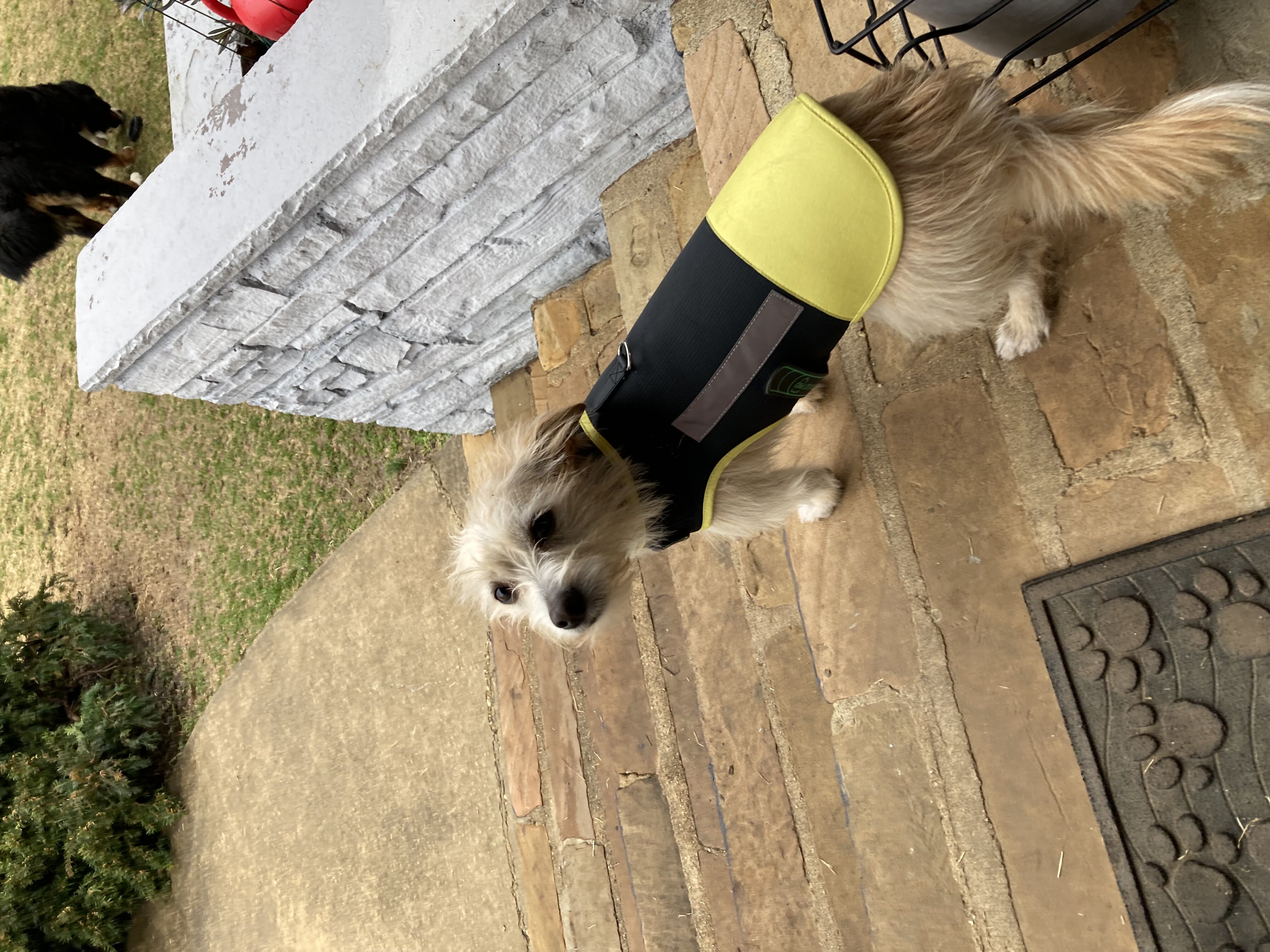 Chaleco de Protecci&oacute;n Anti Mordida para Perros &ndash; Impermeable &ndash; Reflectante - Amarillo, , large Imagen numero 5