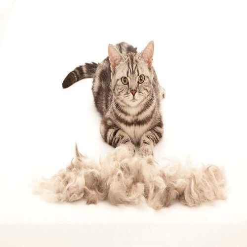 Cepillo Fuminator para gatos de pelo corto, , large Imagen numero 4