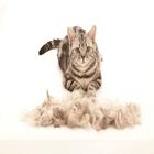 Cepillo Fuminator para gatos de pelo corto, , large image number null