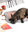 Pet and Co Alfombra De Viaje Charly Cord Gris - Perros, , large indicador imagen numero 5