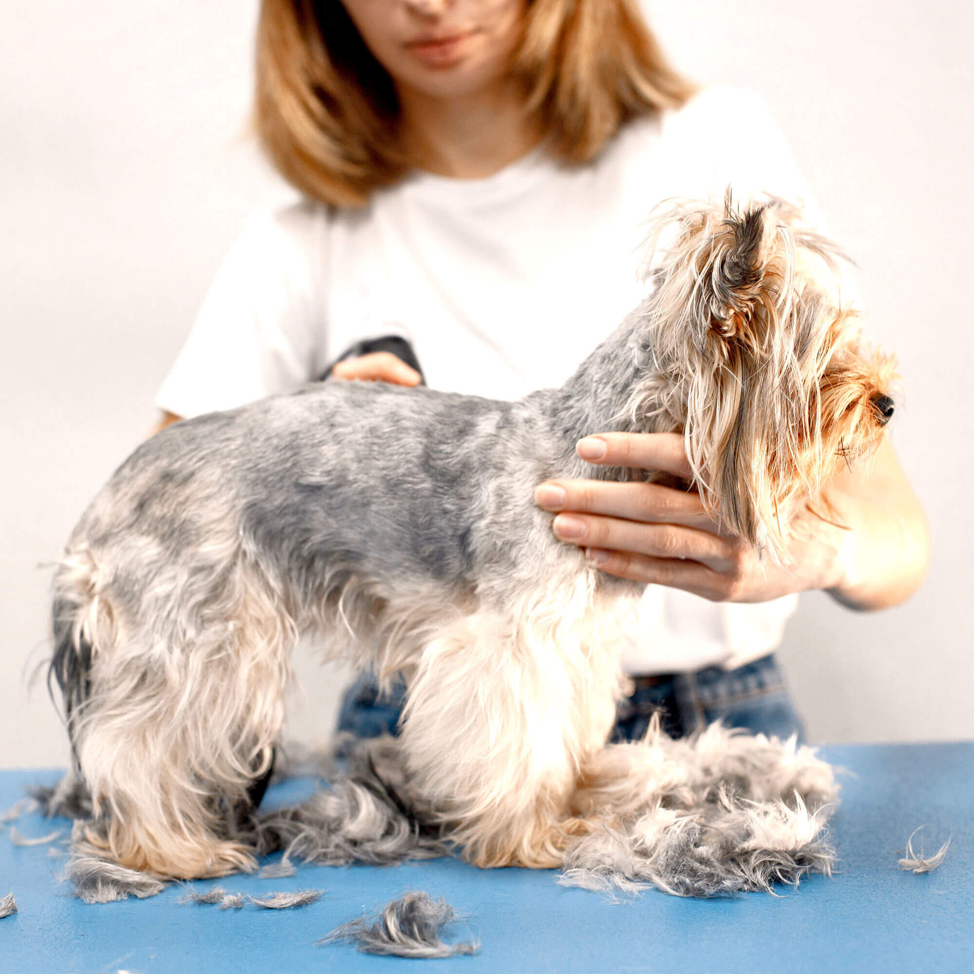 Gridinlux Cortapelo aspirador y cepillo mascotas 3 en 1 con 9 accesorios y depósito de 2,3L thumbnail