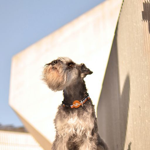 Dashi stripes collar de poli&eacute;ster negro y naranja para perros, , large Imagen numero 5