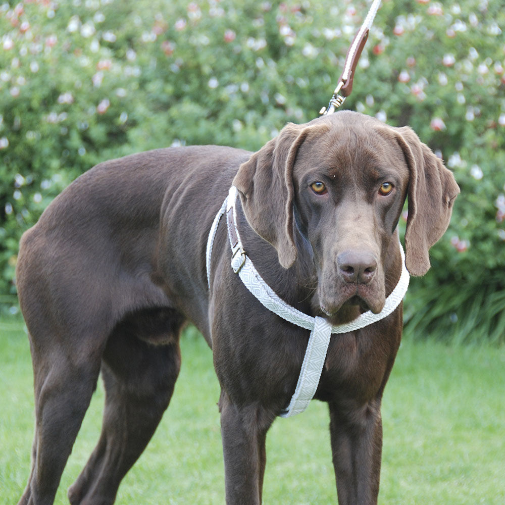 Ladran Gaucho Arn&eacute;s Corcho hecho a mano para perros, , large Imagen numero 3