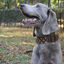 Ladran Gaucho Collar Milu hecho a mano para perros, , large indicador imagen numero 2