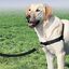 Arnés Easy Walk para perros color Negro, , large indicador imagen numero 7