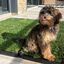 Petground Recambio XL, Cama para perros, Empapador, Alfombra Olfativa, Césped Natural, , large indicador imagen numero 3