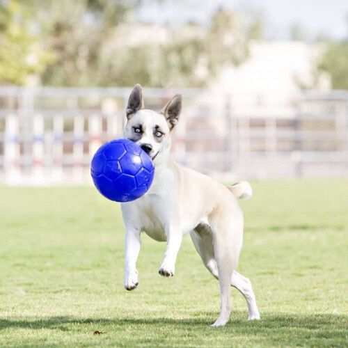 Pelota de goma para perros color Azul, , large Imagen numero 3