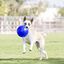 Pelota de goma para perros color Azul, , large indicador imagen numero 3