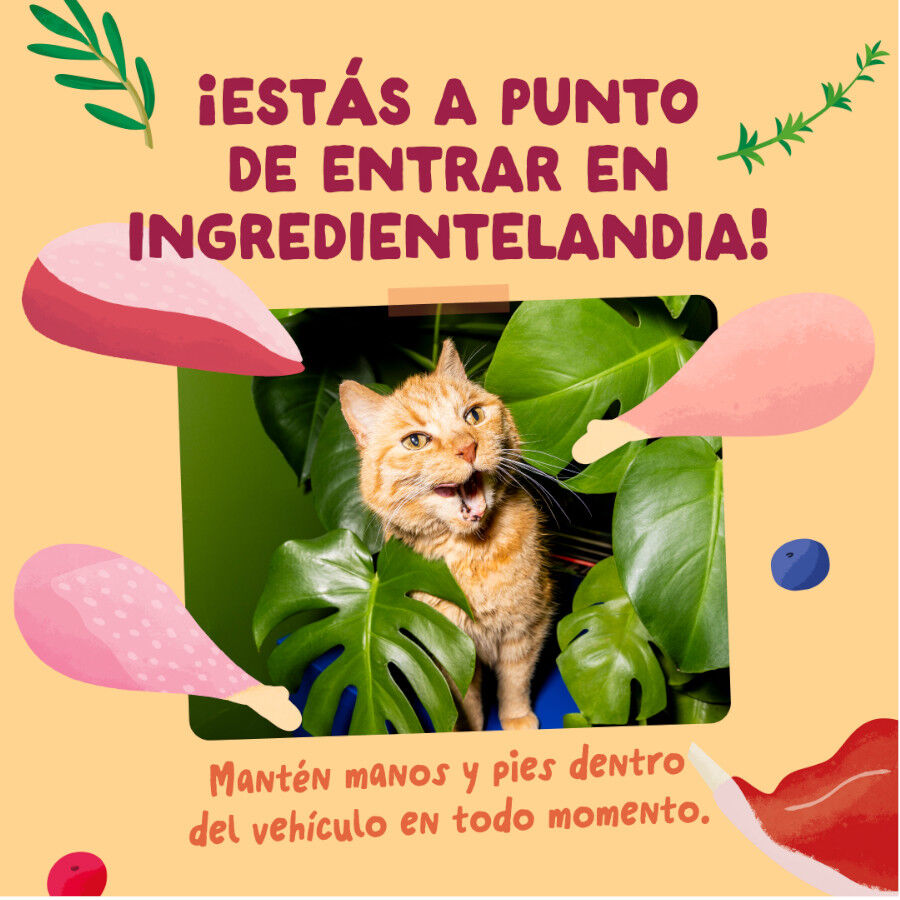 12 x 85 g Edgard & Cooper Festines de la Granja sobre en salsa para gatos, , large Imagen numero 6