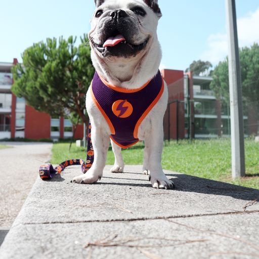 Arn&eacute;s reversible Pumpkin Neo Mesh para perros color Varios, , large Imagen numero 4