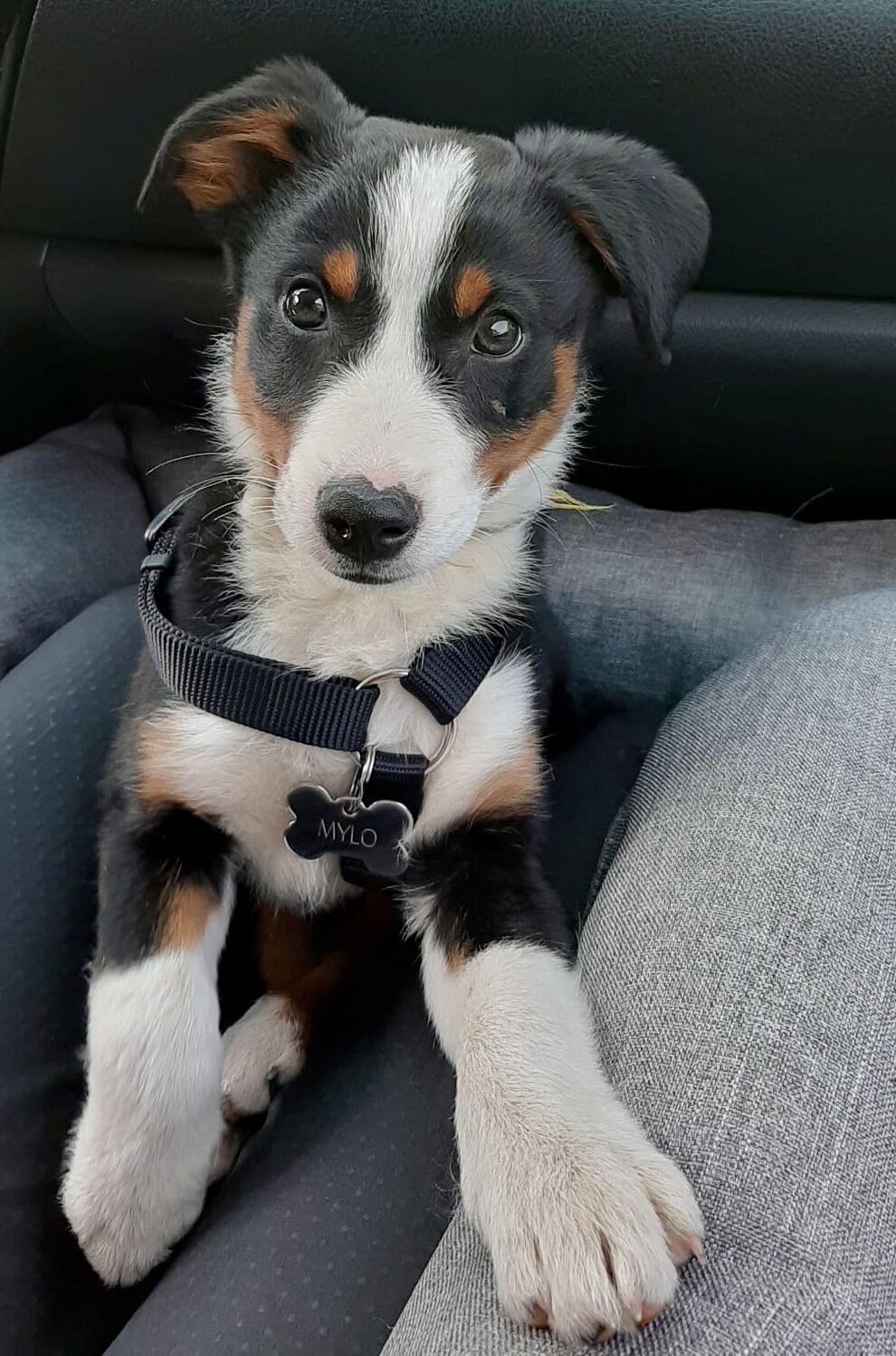 Placa identificativa Acero Inoxidable Hueso para perros, , large Imagen numero 2