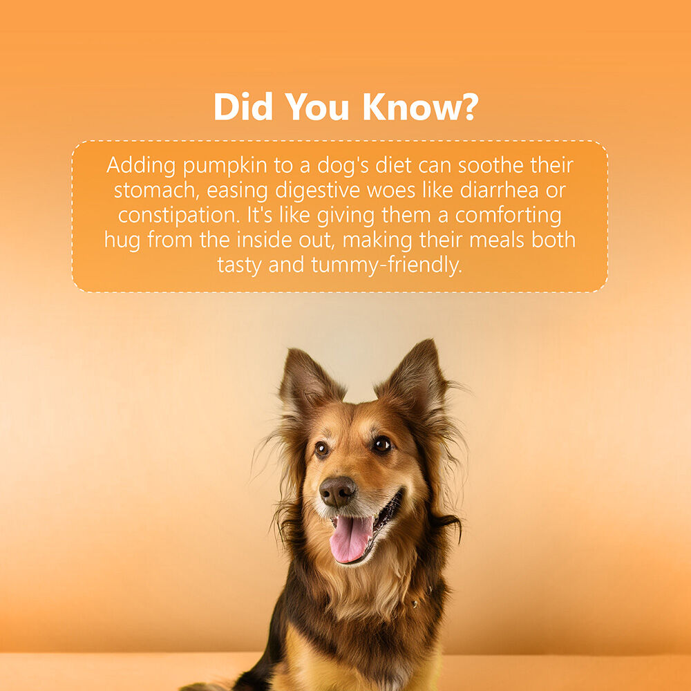 Delicias de carne seca: pollo y calabaza (50 g/1,76 oz), , large Imagen numero 5