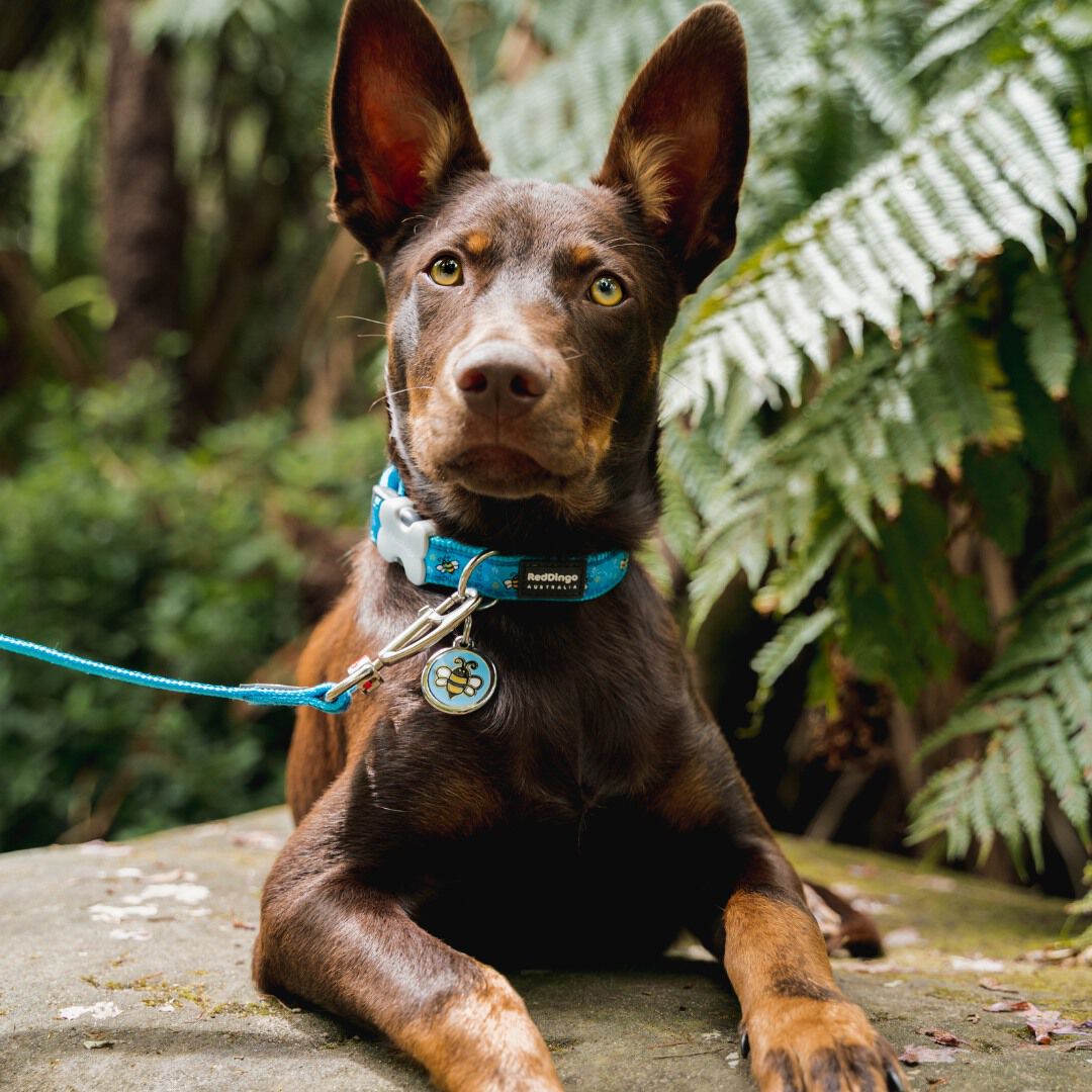 Placa identificativa Acero Inoxidable Esmalte Abeja Azul Claro para perros, , large Imagen numero 2