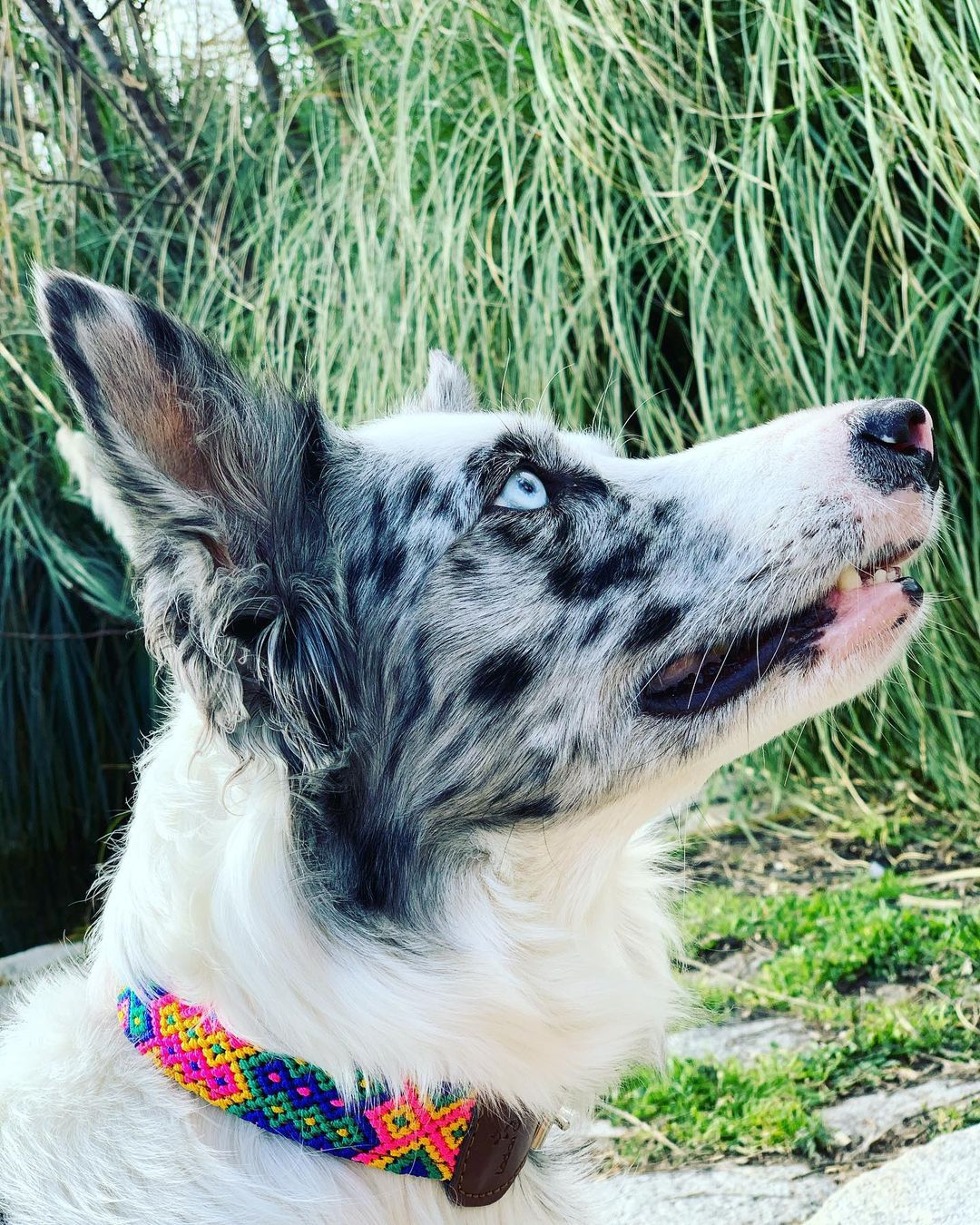 Ladran Gaucho Collar Charro para perros, , large Imagen numero 3