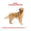 12 kg Royal Canin Adult Golden Retriever pienso para perros, , large indicador imagen numero 4