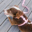 Arnés de nylon para perros color Rosa Claro, , large indicador imagen numero 2