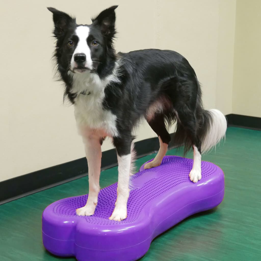 FitPAWS Plataforma para mascotas K9FITbone PVC morada FPKBONE PURPLE, , large Imagen numero 5