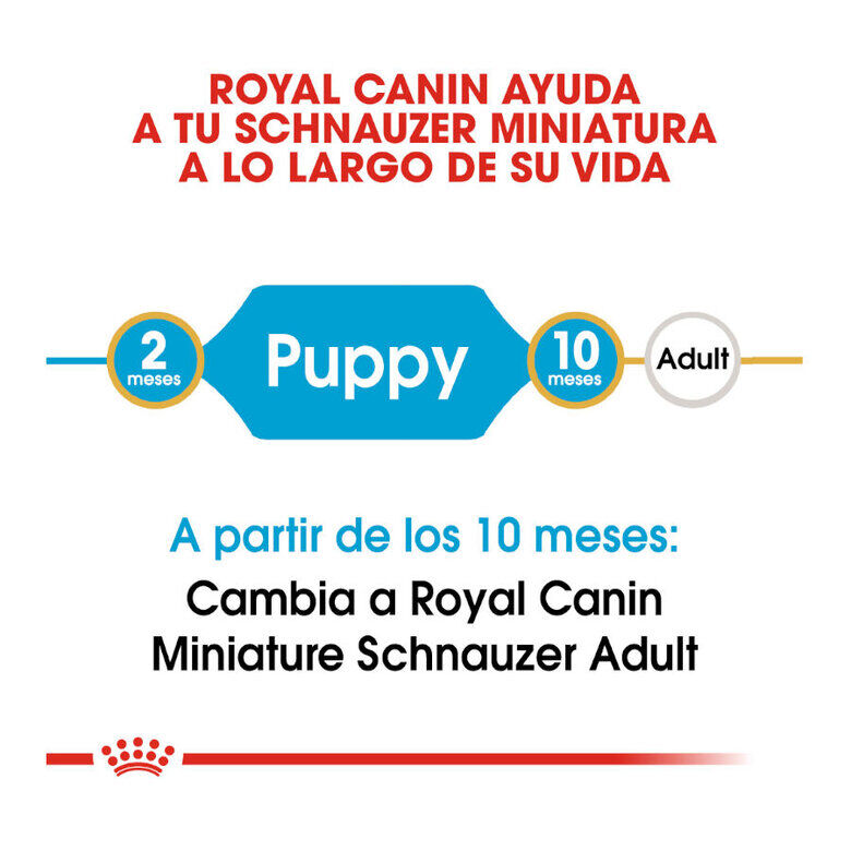 Royal Canin Puppy Miniature Schnauzer pienso para perros thumbnail