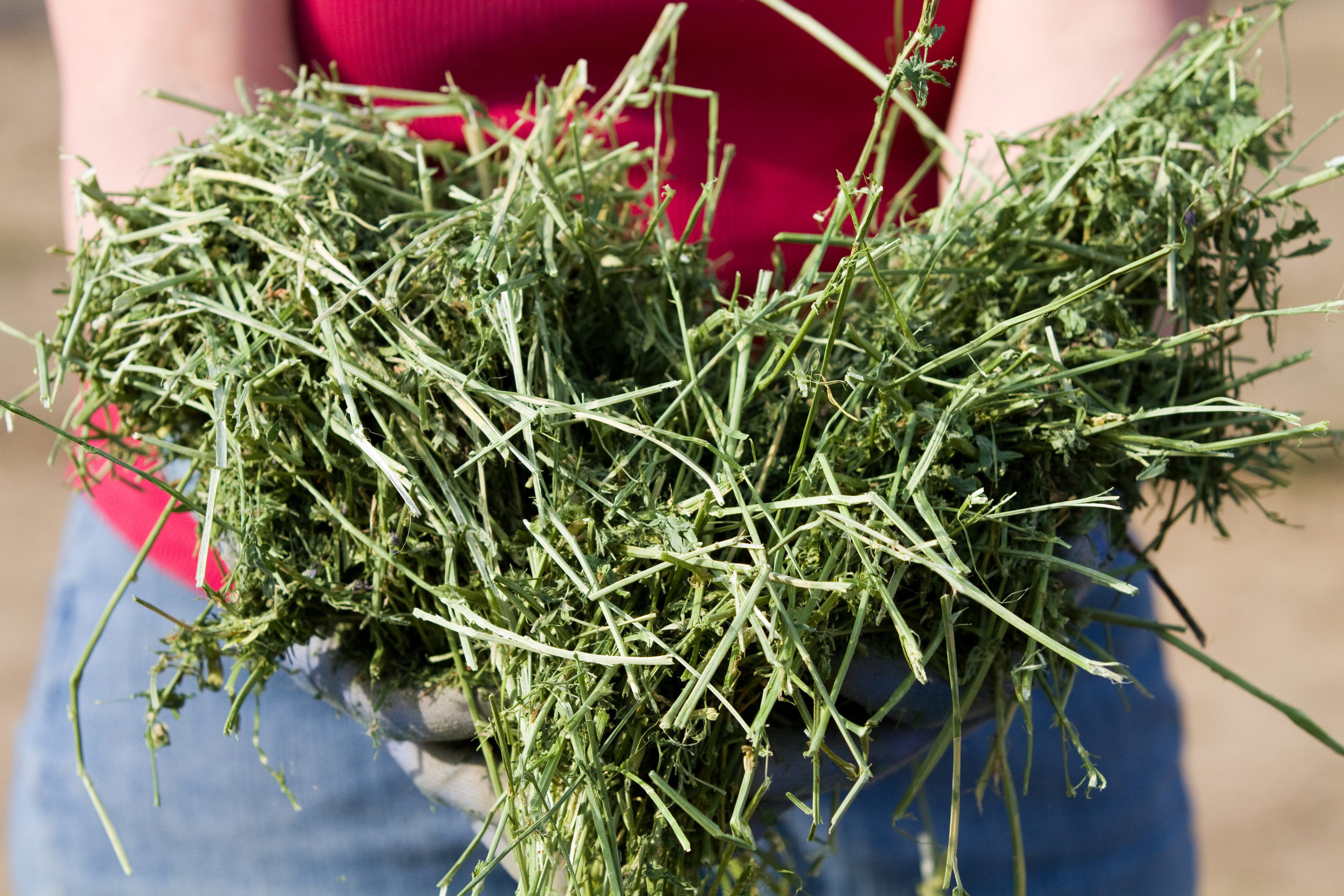 Cubos de alfalfa Linasson 20kg - Pack 50 Unidades, , large Imagen numero 3