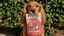 Floopp Bites Snacks Naturales para Perros, Chuches, Golosinas y Premios, , large indicador imagen numero 2