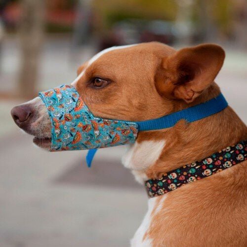 Bozal Pamppy Cómic Acme para perros color Multicolor thumbnail