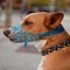 Bozal Pamppy Cómic Acme para perros color Multicolor, , large indicador imagen numero 3