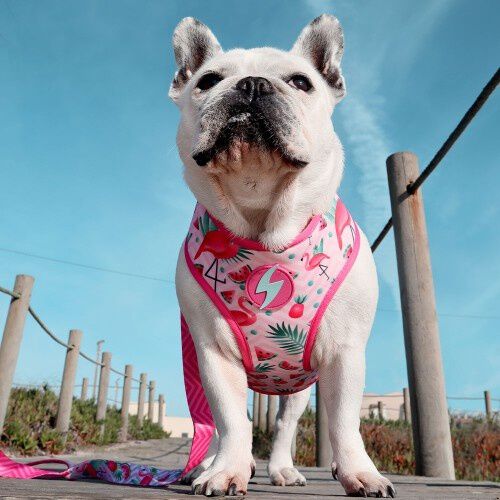 Arn&eacute;s reversible Flamingo Neo Mesh para perros color Varios, , large Imagen numero 3