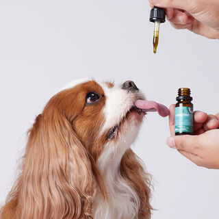 Petidibidiol Aceite de CBD para perros