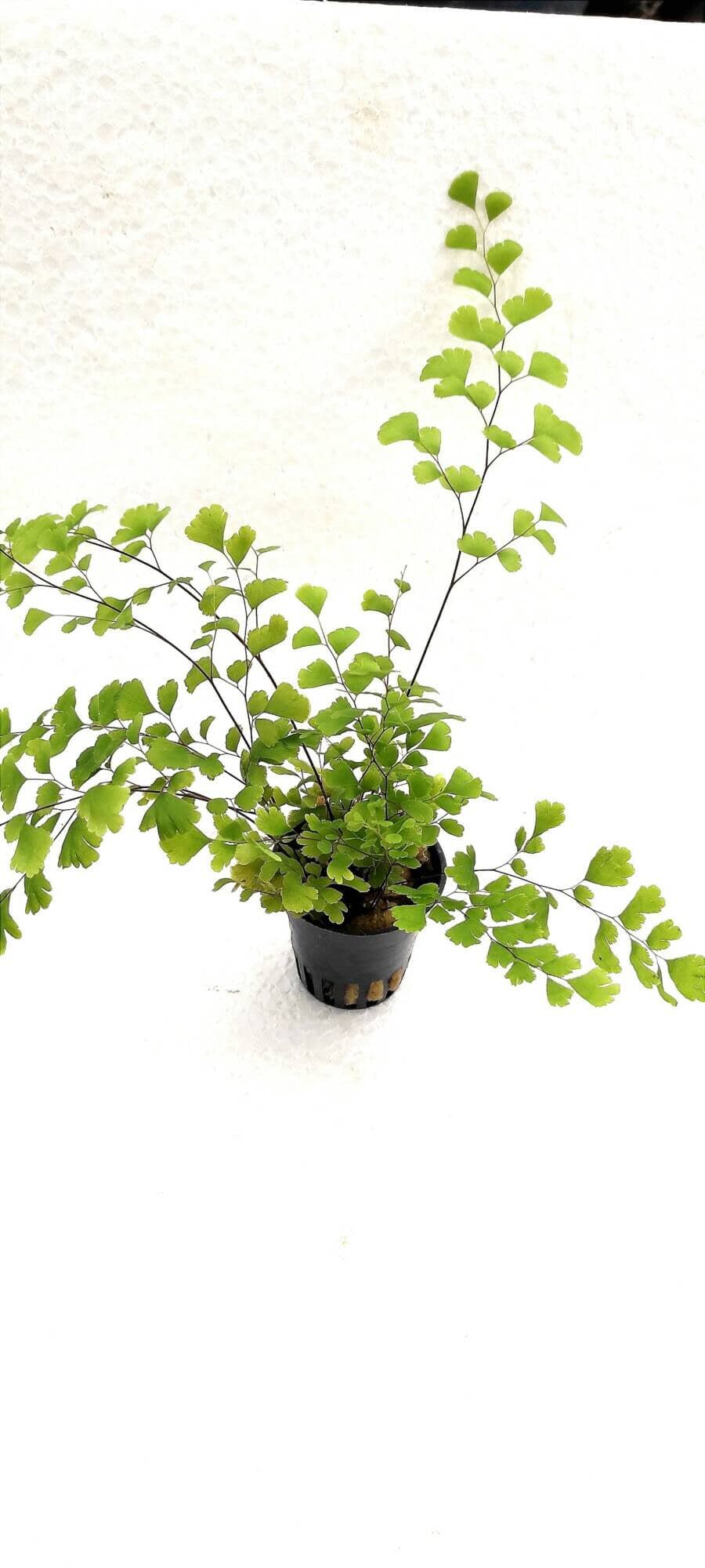 Tropica Iberia Planta Adiantum Capillus