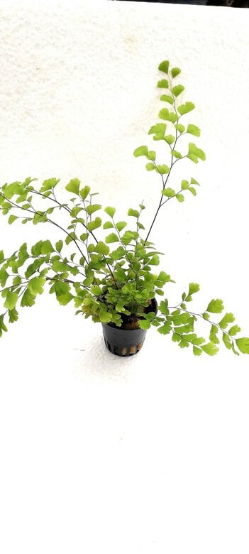 Tropica Iberia planta Adiantum Capillus