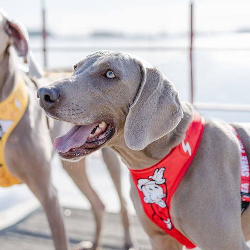 Arn&eacute;s reversible Neo Mesh SweePea para perros color Rojo, , large Imagen numero 3